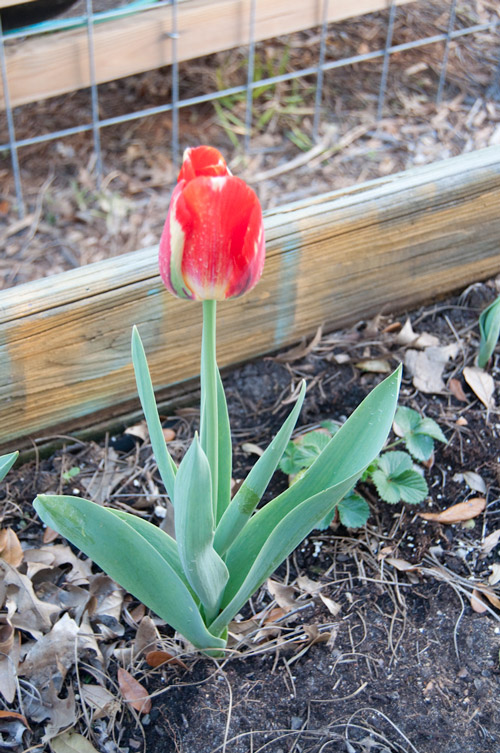a tulip was the mystery bulb in my strawberry box. waiting for the others to bloom someday