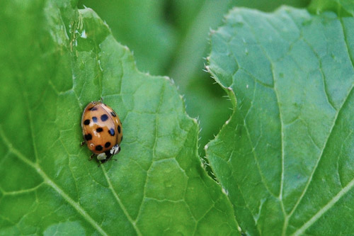 a-lady-bug-raised-urban-gardens--012013-how-to-build-raised-garden-beds-6