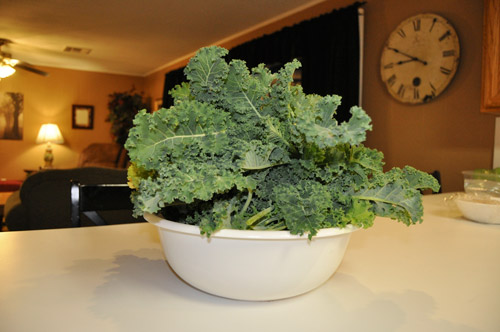 huge bowl of kale I picked for green smoothies and kale chips