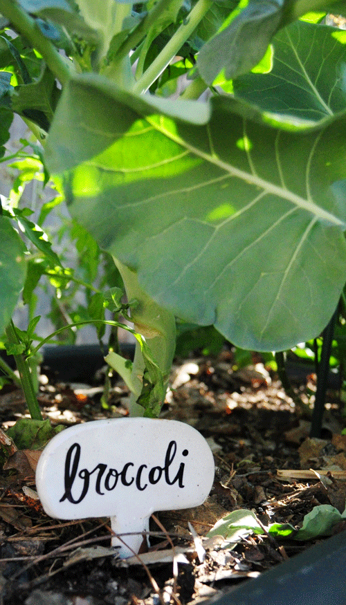 best-plant-marker-ever-broccoli
