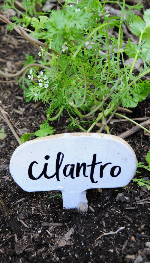 best-plant-marker-ever-cilantro