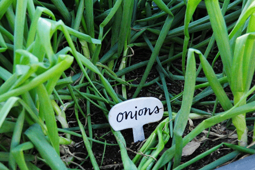 Made a few plant markers with my daughter today. : r/gardening