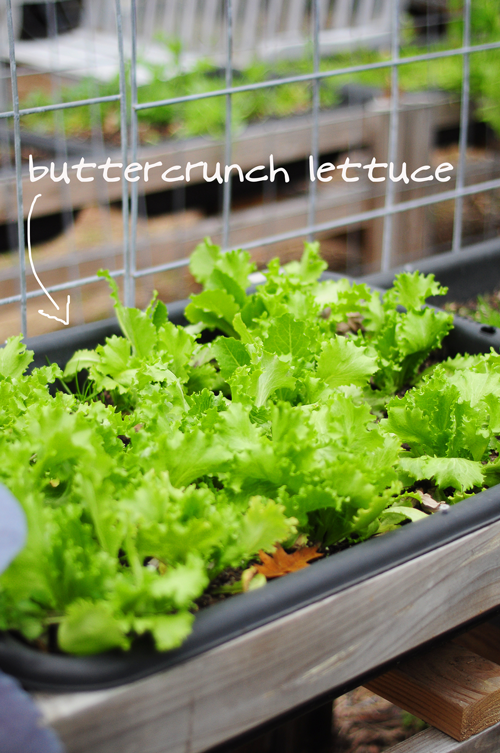 buttercrunch-lettuce-raised-urban-gardens