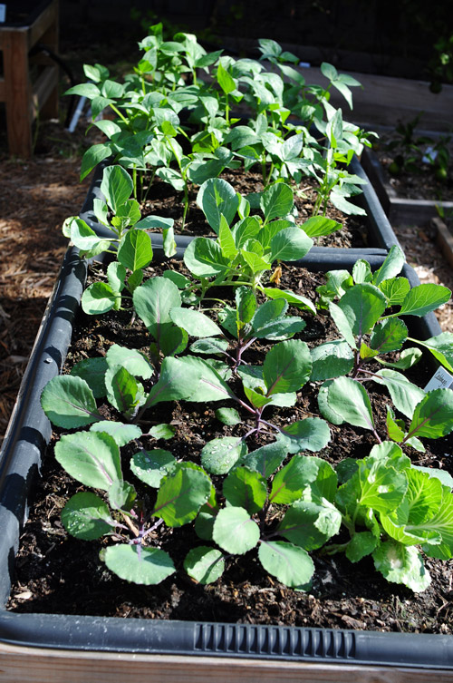 cabbage from plants at walmart