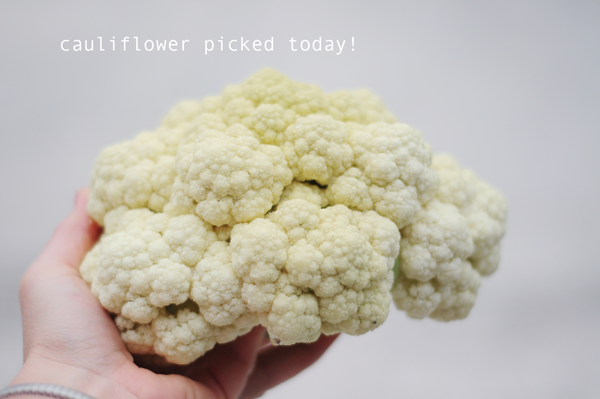 cauliflower-how-to-garden-raised-bed-gardening-041613-melanie