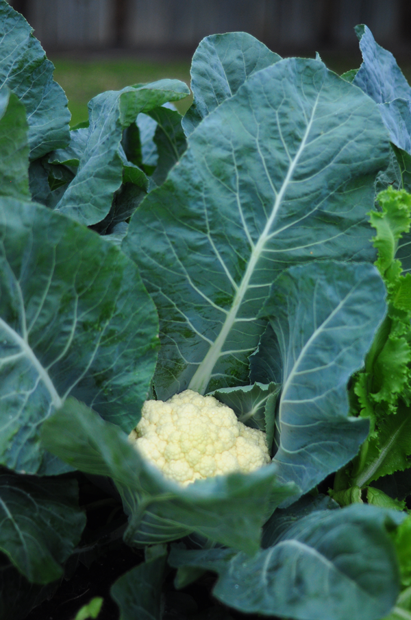 cauliflower-today-harvest-how-to-garden-how-to-grow-plants-041613