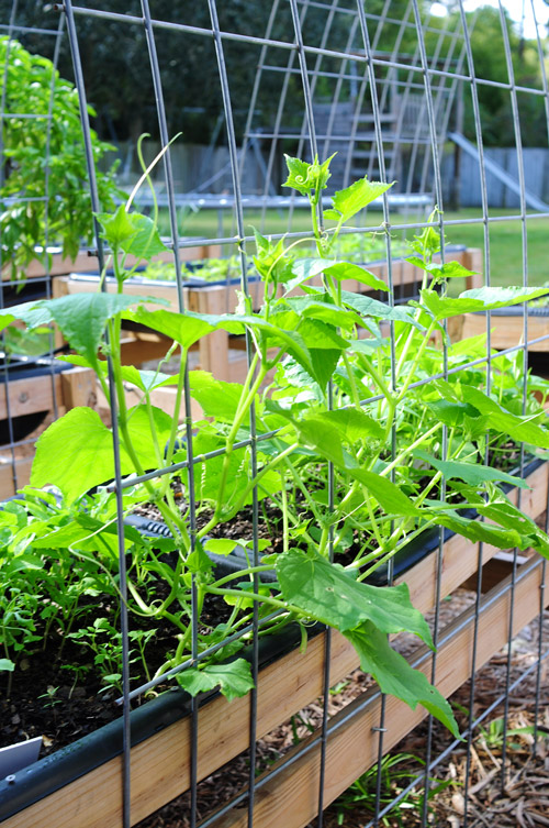 cucumbers-from-seed