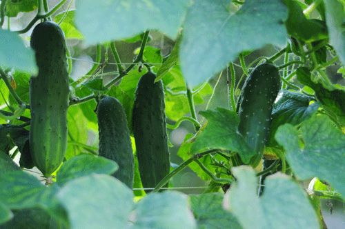 cucumbers!