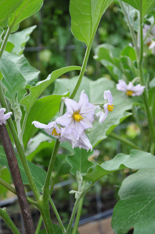 eggplant blossoms