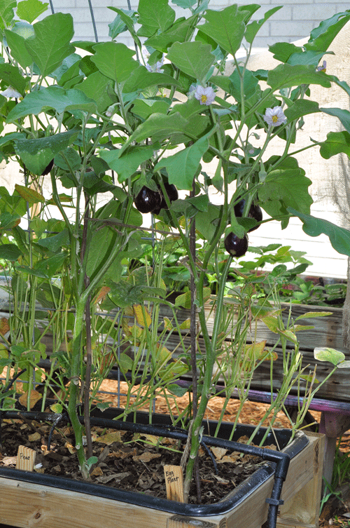eggplant in my raised urban garden