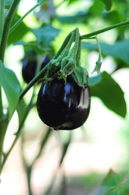 eggplant - they are so pretty too!