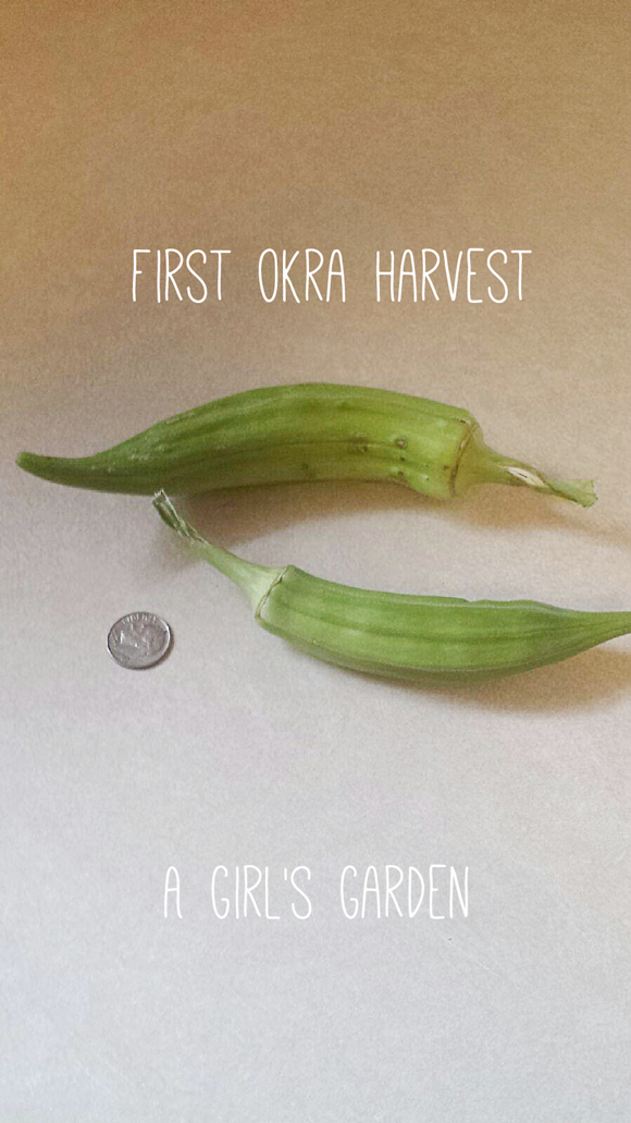 first-okra-harvest-a-girls-garden-raised-urban-gardens