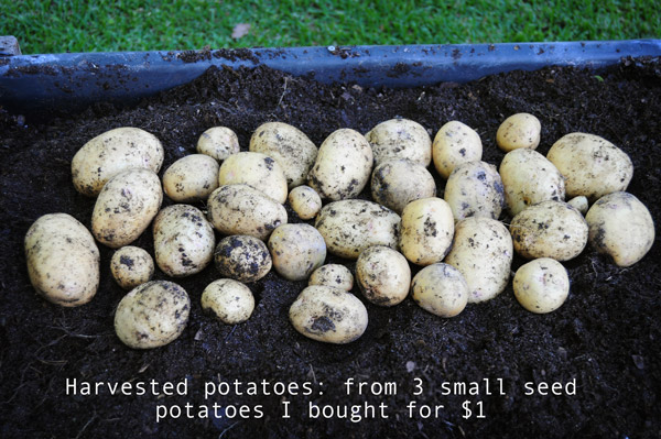 harvest-potatoes-seed-costs-a-dollar-050713