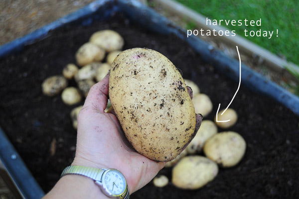 harvested-potatoes-so-happy-050713
