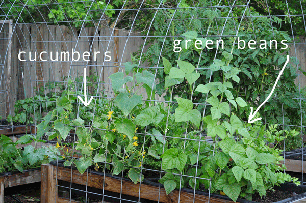cucumbers climbing and green beans racing!