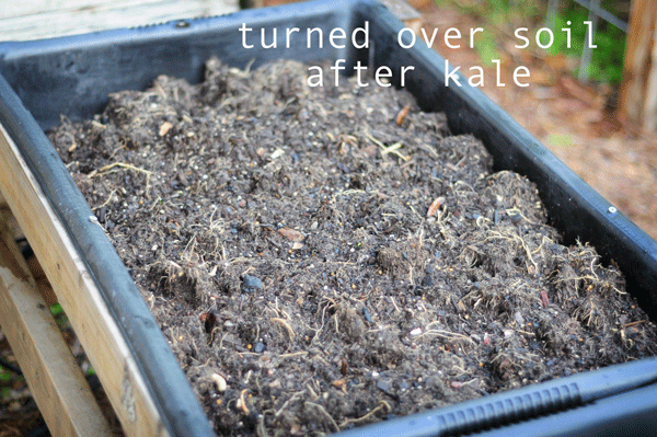 I harvested the kale and turned over the soil - ready to plant something new!
