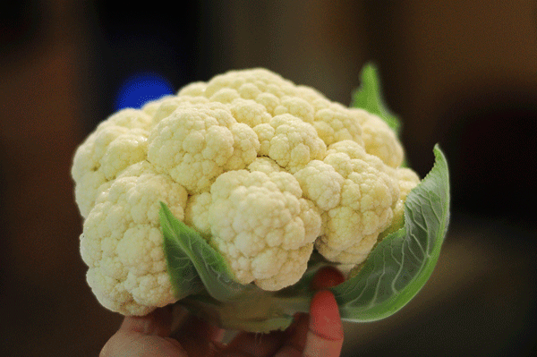 Cauliflower head I picked just before I left. I will end up getting 9 heads from a six pack of plants I bought at walmart for $1.25 on sale!