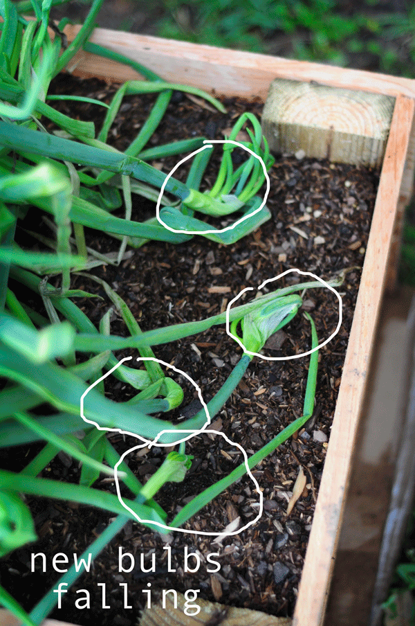 how-to-garden-in-a-raised-bed-042713-37