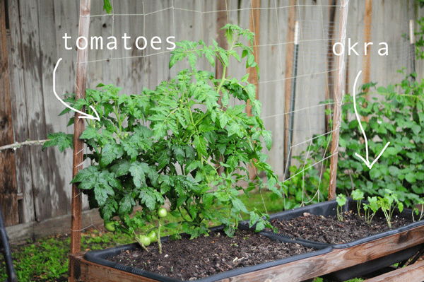 how-to-garden-in-a-raised-bed-042713-68