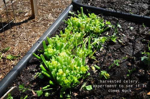 how-to-garden-raised-beds-gardening-urban-Melanie-Ellsworth-elevated-gardening-20