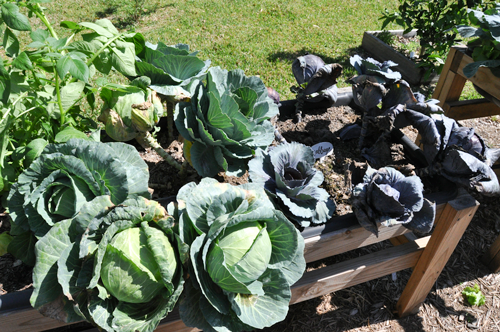 cabbage plants before picking