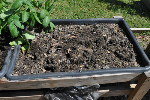 prepping soil to plant black crowder peas