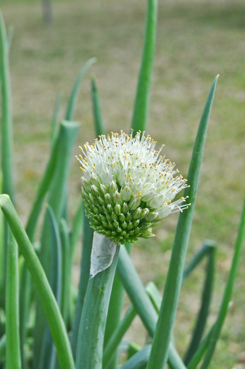 here's the new picture of the onion seed pod - it is beautiful!
