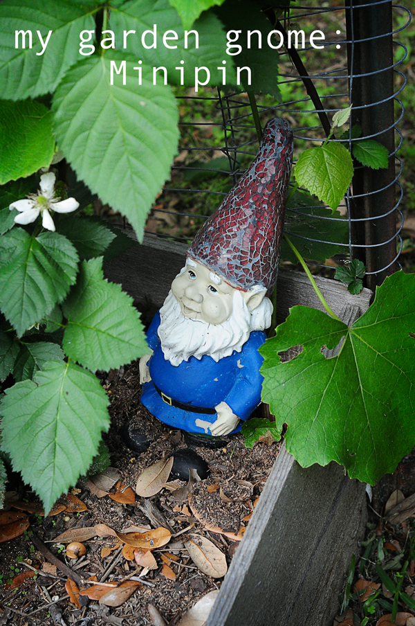 my garden gnome : Minipin