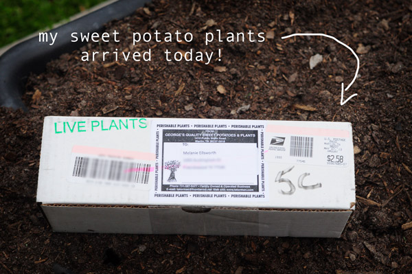 how-to-garden-sweet-potatoes-my-raised-urban-garden-050913-6