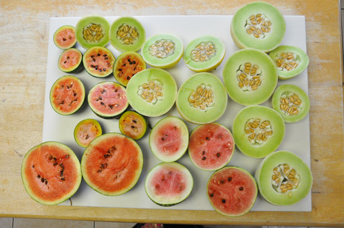 my melon harvest, the honey dew were the best tasting