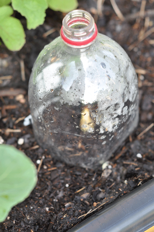 How to make a mini green house. Use the top of a 2 liter bottle