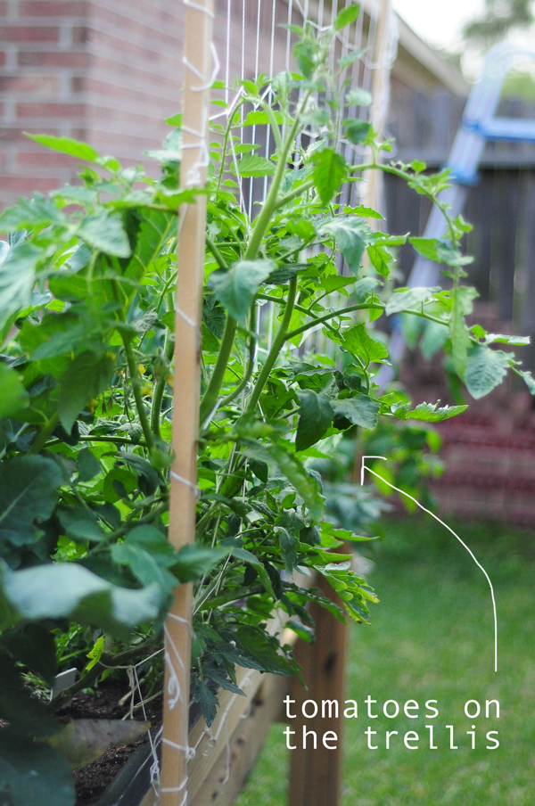 my-daughters-garden-042313-raised-urban-gardens-tomatoes-on-the-trellis