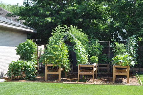 my beautiful summer garden! all bushy and green