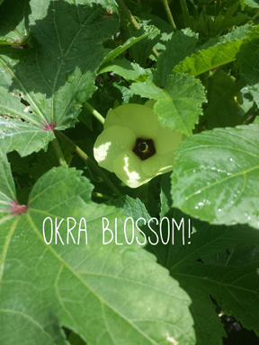 okra-blossom-a-girls-garden-raised-urban-gardens