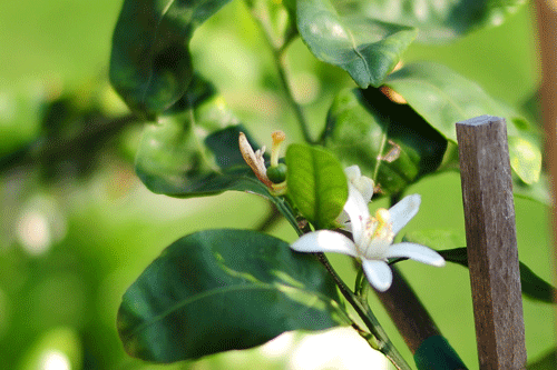 orange blossoms - these smell amazing and attract  bees to my garden for pollination