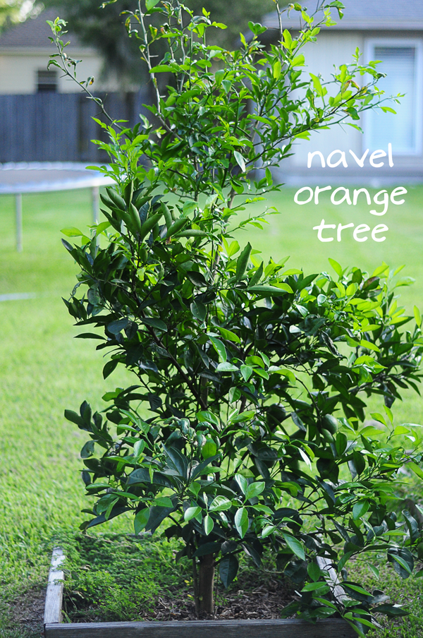 orange-tree