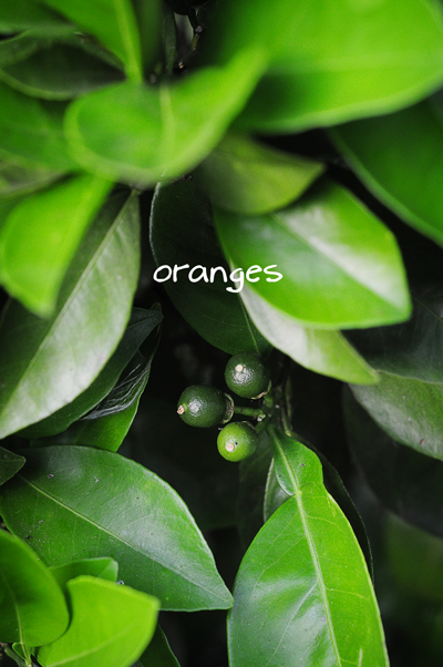 oranges-3