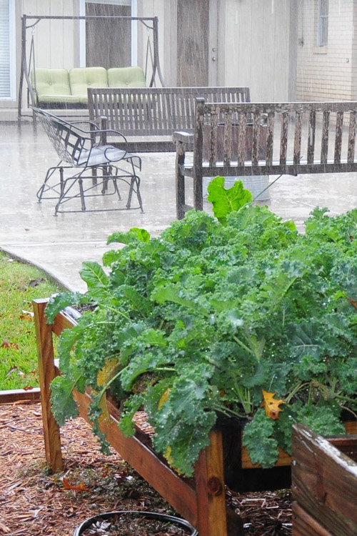 I put a box on my head to run out in the rain to take these pictures. Downpours in Texas are beautiful at times.