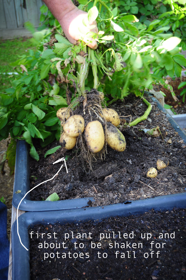 pulled-potato-plant-harvest-050713