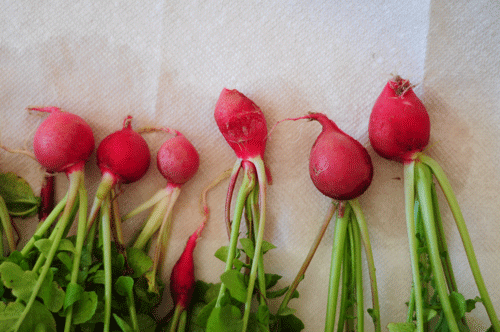 radishes for my mom, gotta love the 30 day growth cycle, one of the quickest things to harvest!