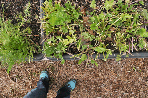 turnip greens coming back