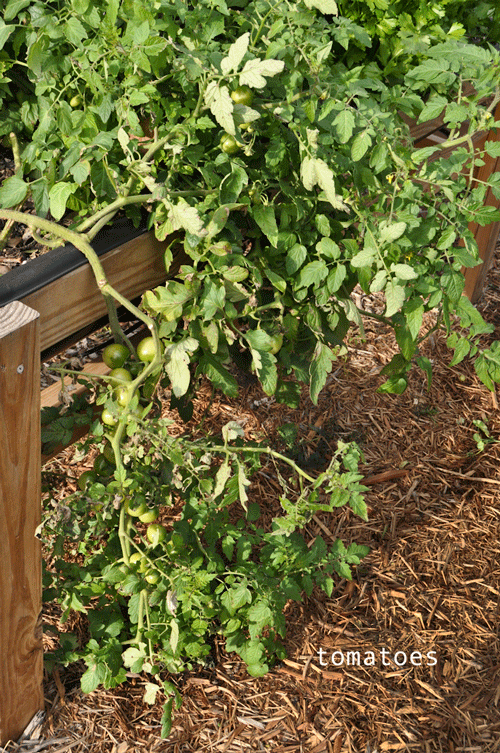 these tomatoes drooped over the side and continued to grow so I didn't stake them or pick them up.  They are growing fine, just getting bigger.