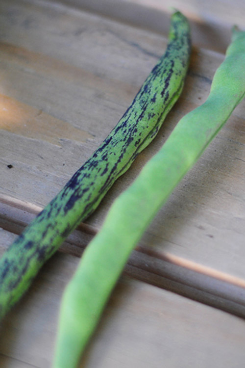 rattlesnake-green-bean-new-way-to-garden