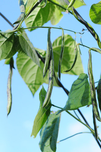 rattlesnake-green-beans-how-to-grow-a-garden
