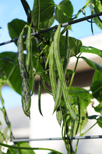 rattlesnake-green-beans-raised-urban-gardens