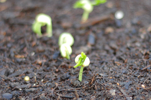 the beauty of planting from seed