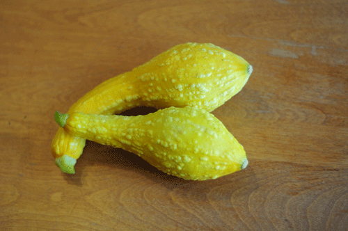 the only two squash I was successful with this past summer. I can't get rid of the Japanese bettle that loves this stuff. 