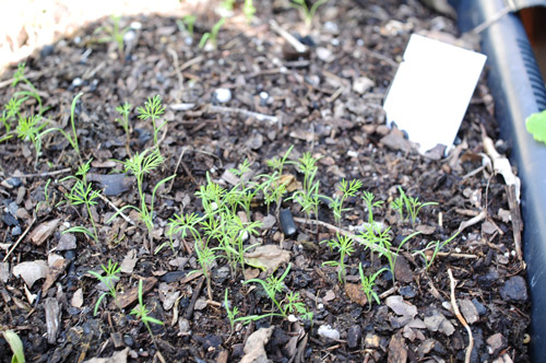 start-of-winter-garden-dill-weed-sprouts