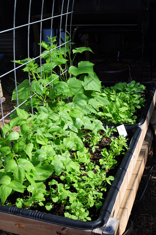 start-of-winter-garden-peas-lettuce-radishes