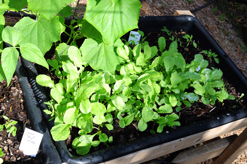 start-of-winter-garden-radishes-for-mom